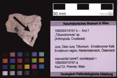 Foto (Objekt + Etiketten) von „Tithanotromota“ sp. (NHMW-GEO-1990-0041-0161b)